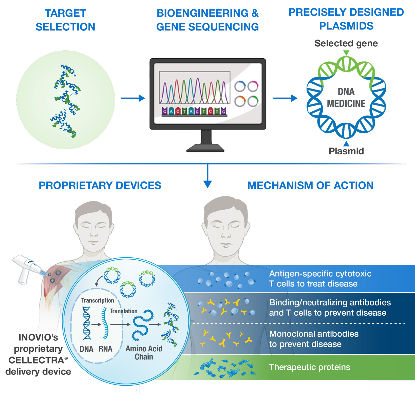 INOVIO's DNA medicine process in five stages: target selection; bioengineering and gene sequencing; a precisely designed plasmid combining a selected gene with a plasmid backbone to form the DNA medicine; delivery into the arm using INOVIO's proprietary CELLECTRA device; and, inside the cell, DNA transcribed to RNA and translated into an amino acid chain. The result is four mechanisms of action: antigen-specific cytotoxic T cells to treat disease, binding and neutralizing antibodies plus T cells to prevent disease, monoclonal antibodies to prevent disease, and therapeutic proteins.
